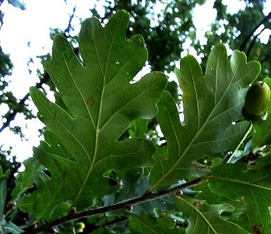 Zomereik Blad