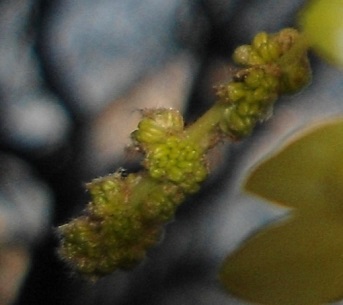 Zomereik bloem