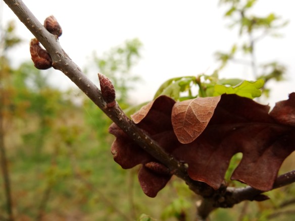 Zomereik Quercus robur 20140430 (4)