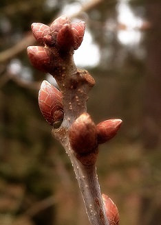 Zomereik Quercus robur Knoppen