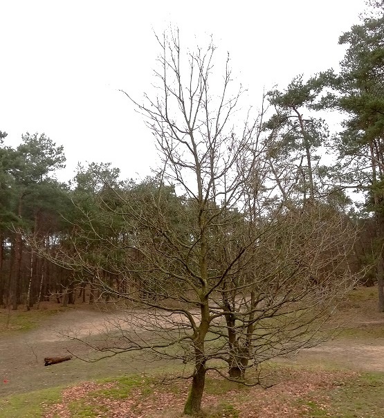 Zomereik winterbeeld - kopie