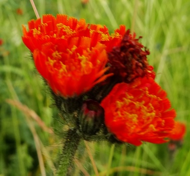 Oranje havikskruid Hieracium aurantiacum bloemkleur rood