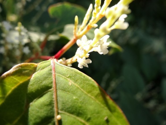 Japanse duizendknoop Fallopia japonica 201408 (bloem