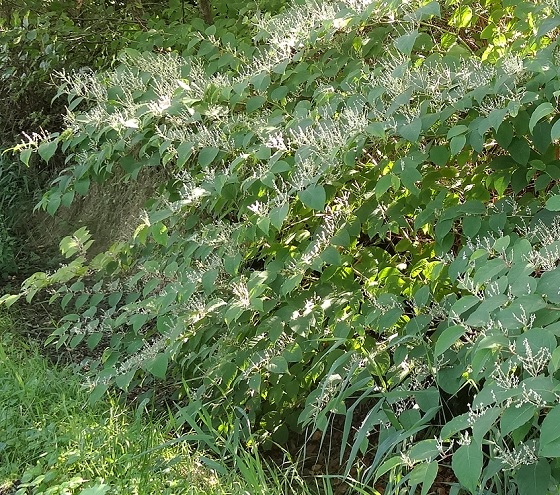 Japanse duizendknoop Fallopia japponica 20140909