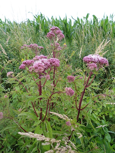 Koninginnekruid Eupatorium cannabinum 1