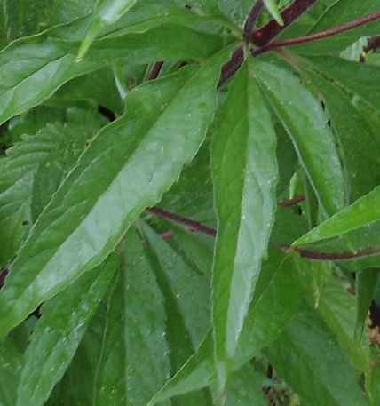 Koninginnekruid Eupatorium cannabinum blad