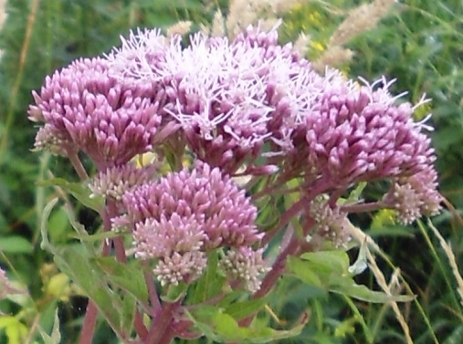 Koninginnekruid Eupatorium cannabinum bloem