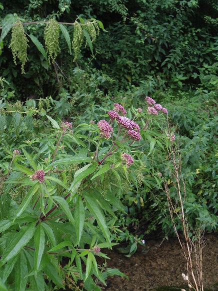 Koninginnekruid Eupatorium cannabinum standplaats