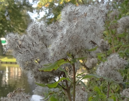 Koninginnekruid Eupatorium cannabinum vruchtpluis