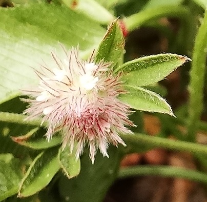 Hazenpootje Trifolium arvense 4