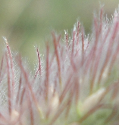 Hazenpootje Trifolium arvense bloem