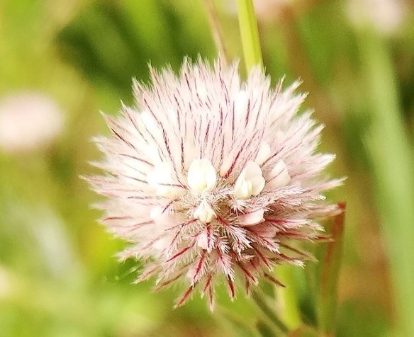 Hazenpootje Trifolium arvense bloem2G