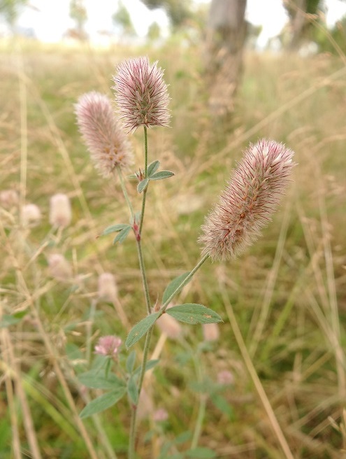 Hazenpootje Trifolium arvense2