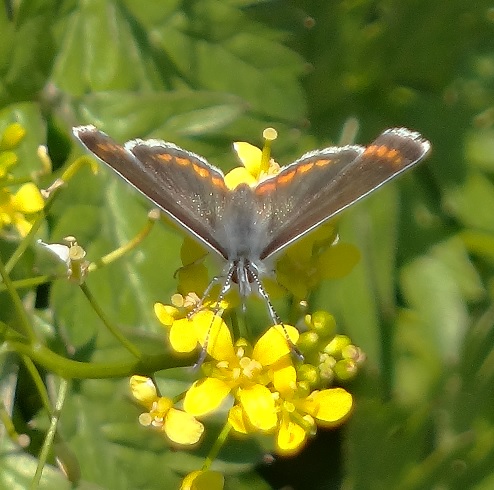 Icarusblauwtje 1