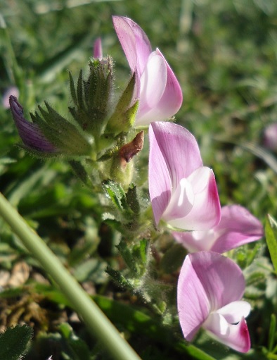 Kruipend stalkruid Ononis repens1
