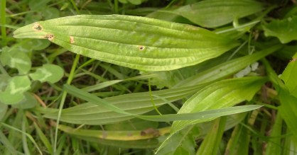 Smalle weegbree Plantago lanceolata blad