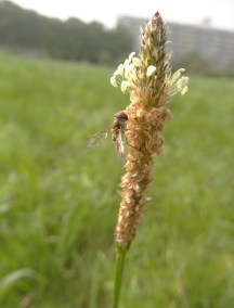 Smalle weegbree Plantago lanceolata Langwerpige bloem