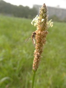 Smalle weegbree Plantago lanceolata Langwerpige bloem