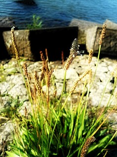 Smalle weegbree Plantago lanceolata (steen) (2)