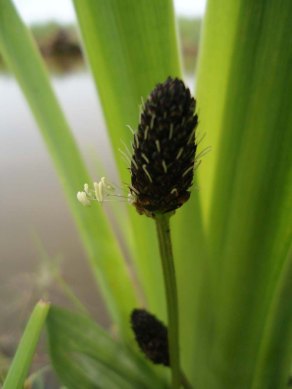 Smalle weegbree Plantago lanceolata