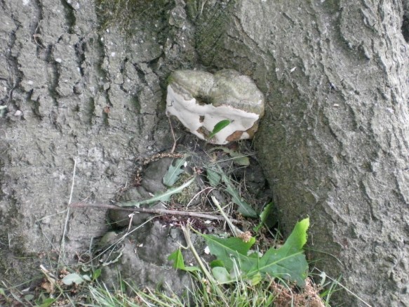 dikrandtonderzwam