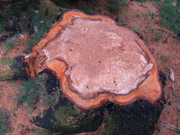 ganoderma-in-hout-1-kopie