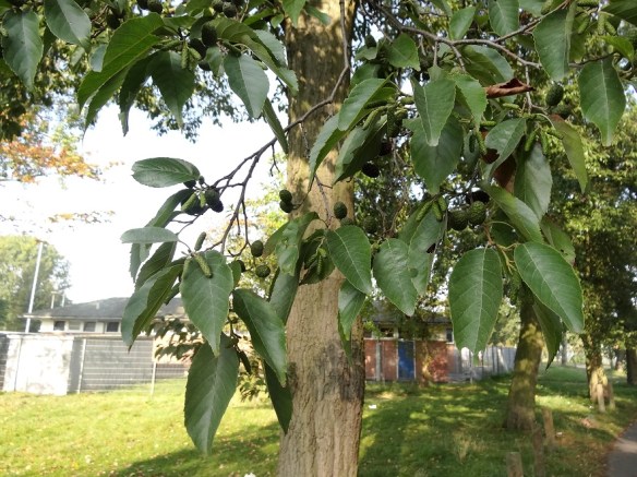 hybride els Alnus spaethii spaeth 2014 eindzomer klein(2)