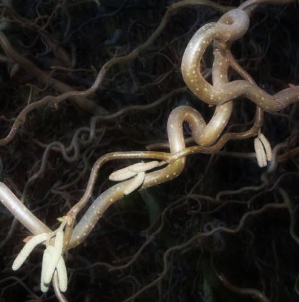 Kronkelhazelaar Corylus avellana 'Contorta' klein