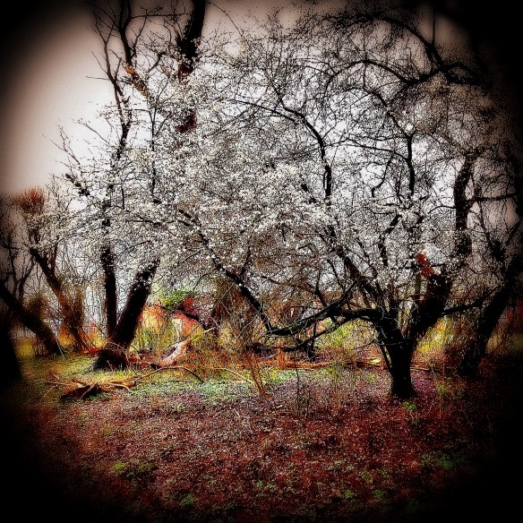 Sleedoorn Prunus spinosa