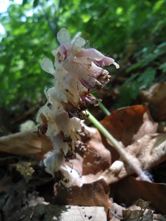 bleke schubwortel Lathraea squamaria12