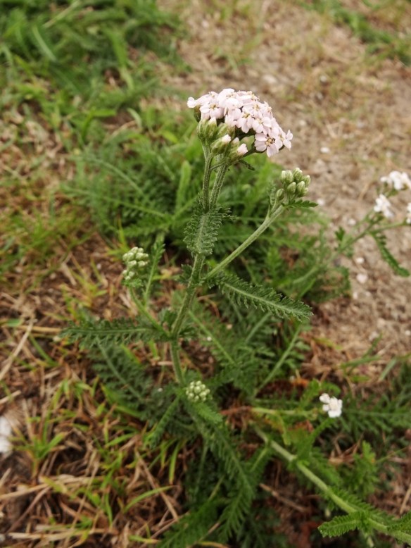 Duizendblad Achillea millefolium 201307 B