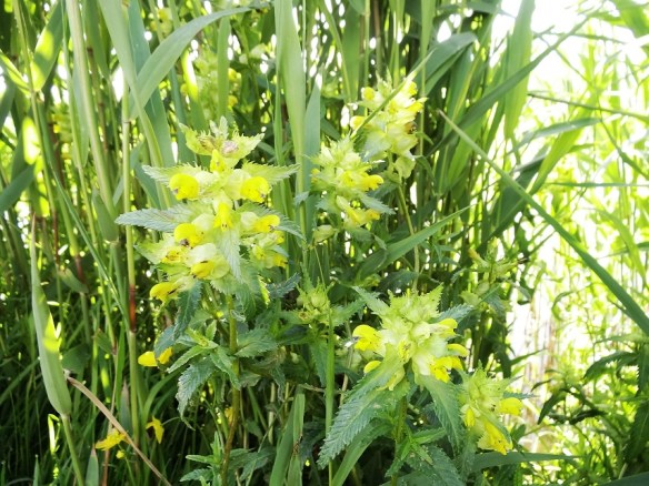 Grote ratelaar Rhinanthus angustifolius (1)2
