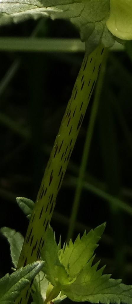Grote ratelaar Rhinanthus angustifolius streepjes pg