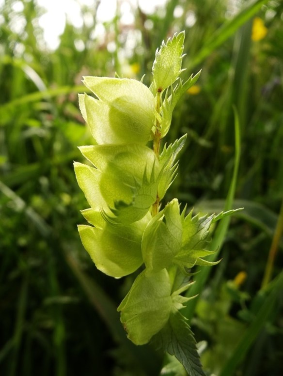Grote ratelaar Rhinanthus angustifolius zaadjes(4)