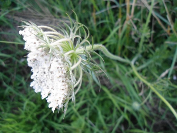 Peen daucus carota omwindselbladeren