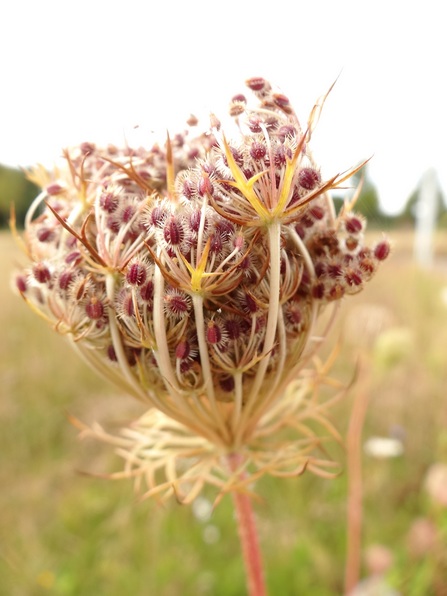 Peen Daucus carota zaadjes
