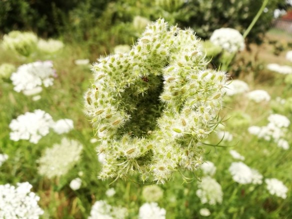 vogelnestje peen Daucus carota