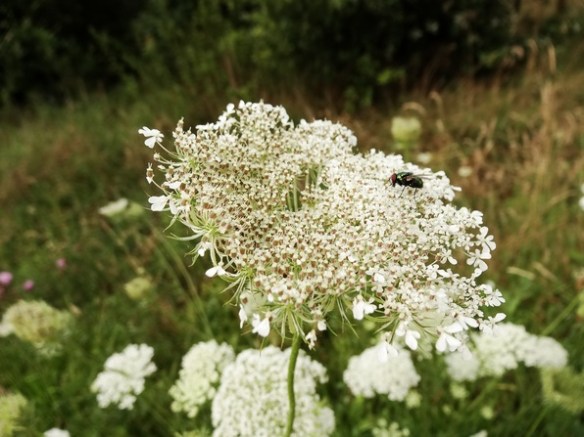 Peen Daucus carota met vlieg