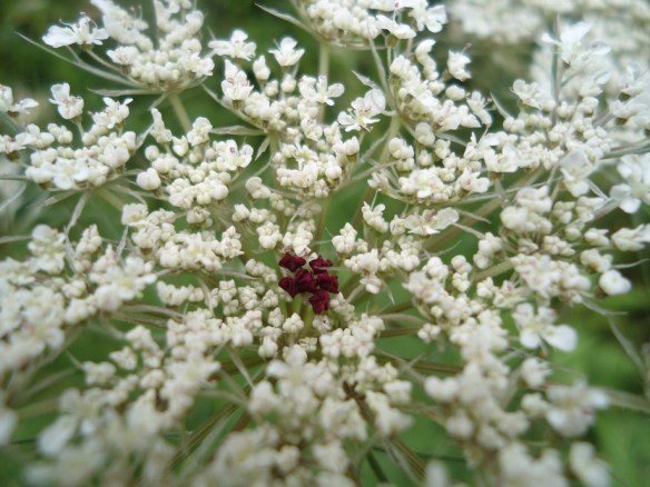 rood-zwarte centrum peen daucus carota