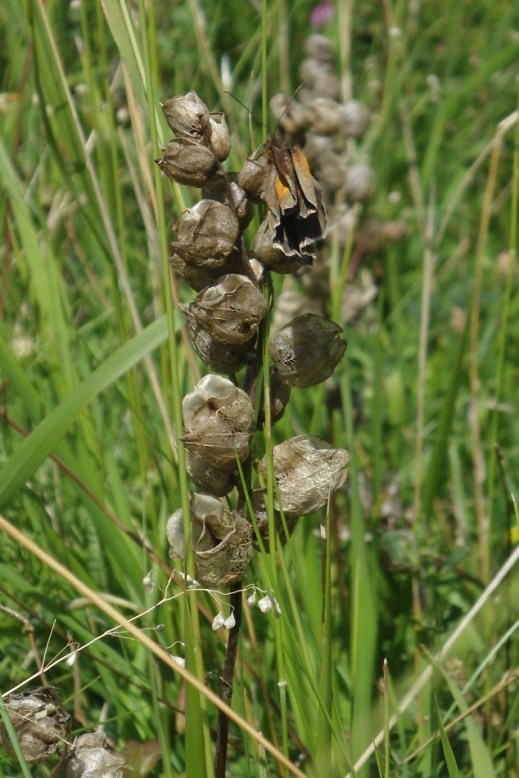 Ratelaar Rhinanthus opgedroogd(1)