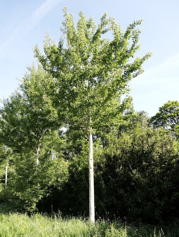 Ratelpopulier Populus tremula 20140528 (1)2klein