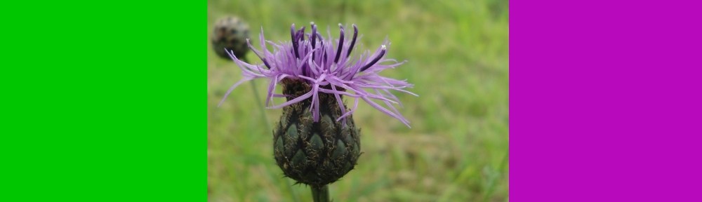 zwart knoopkruid Centaurea nigra Brown knapweed