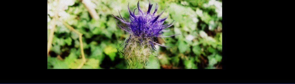 zwartblauwe rapunzel Phyteuma nigrum Black Rampion