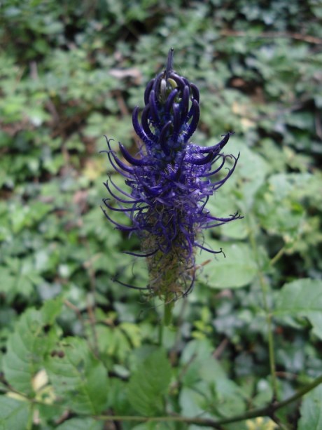 zwartblauwe rapunzel Phyteuma nigrum