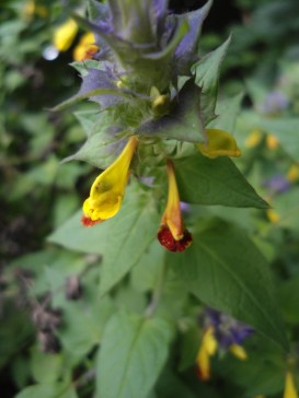 Zwartkoren melampyrum nemorosum 0