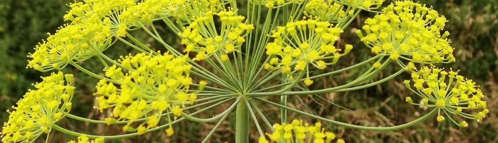 Dille Anethum graveolens Dillweed