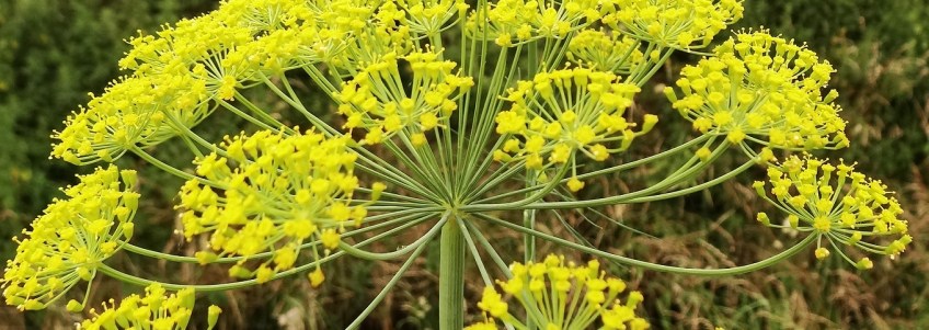Dille Anethum graveolens Dillweed
