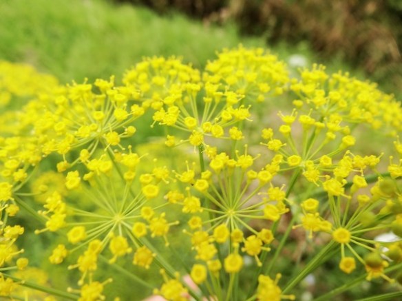 Dille Anethum graveolens 20140625 (7)
