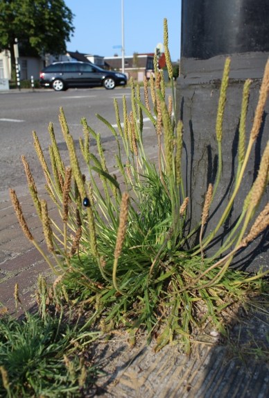 hertshoornweegbree (Plantago coronopus),