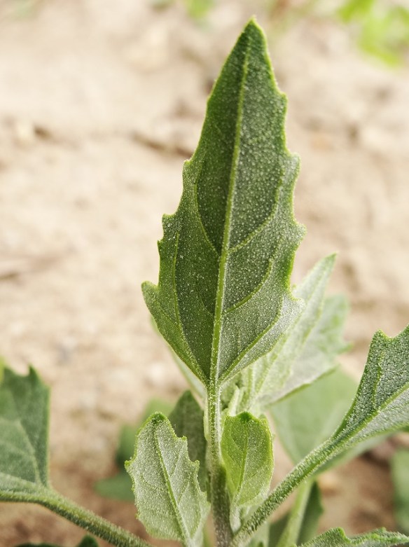 Melganzevoet Chenopodium album blad